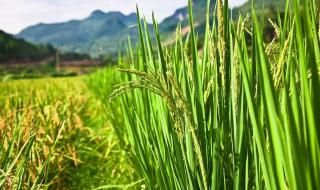 现在水稻防治什么病虫害